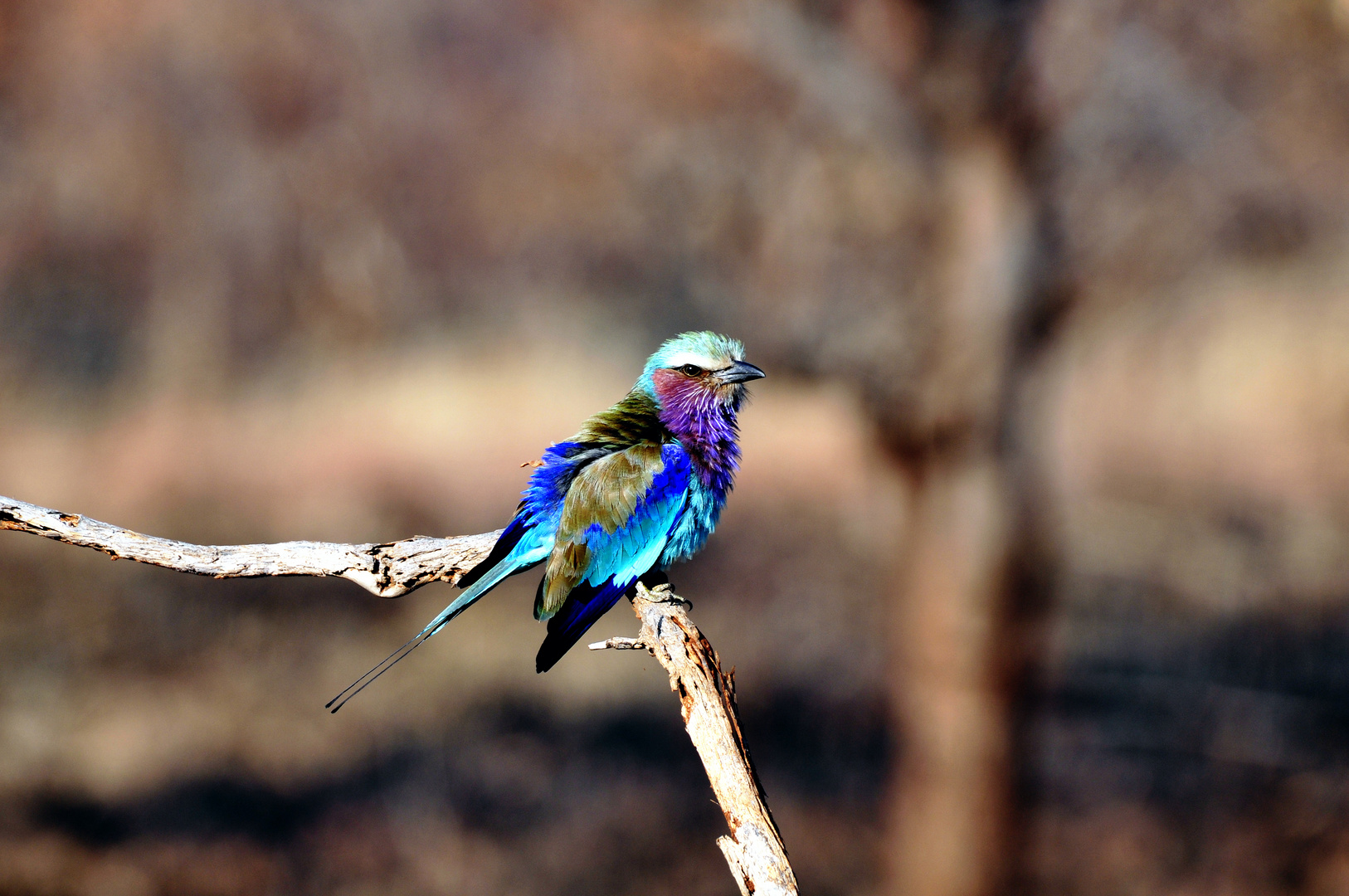 Lilac-breasted roller