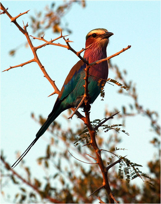 LILAC BREASTED ROLLER