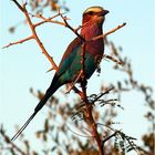 LILAC BREASTED ROLLER