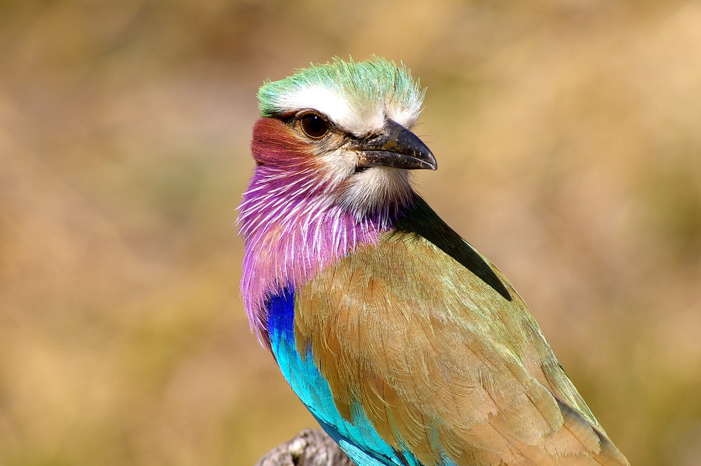 Lilac Breasted Roller (Gabelracke)