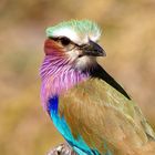 Lilac Breasted Roller (Gabelracke)