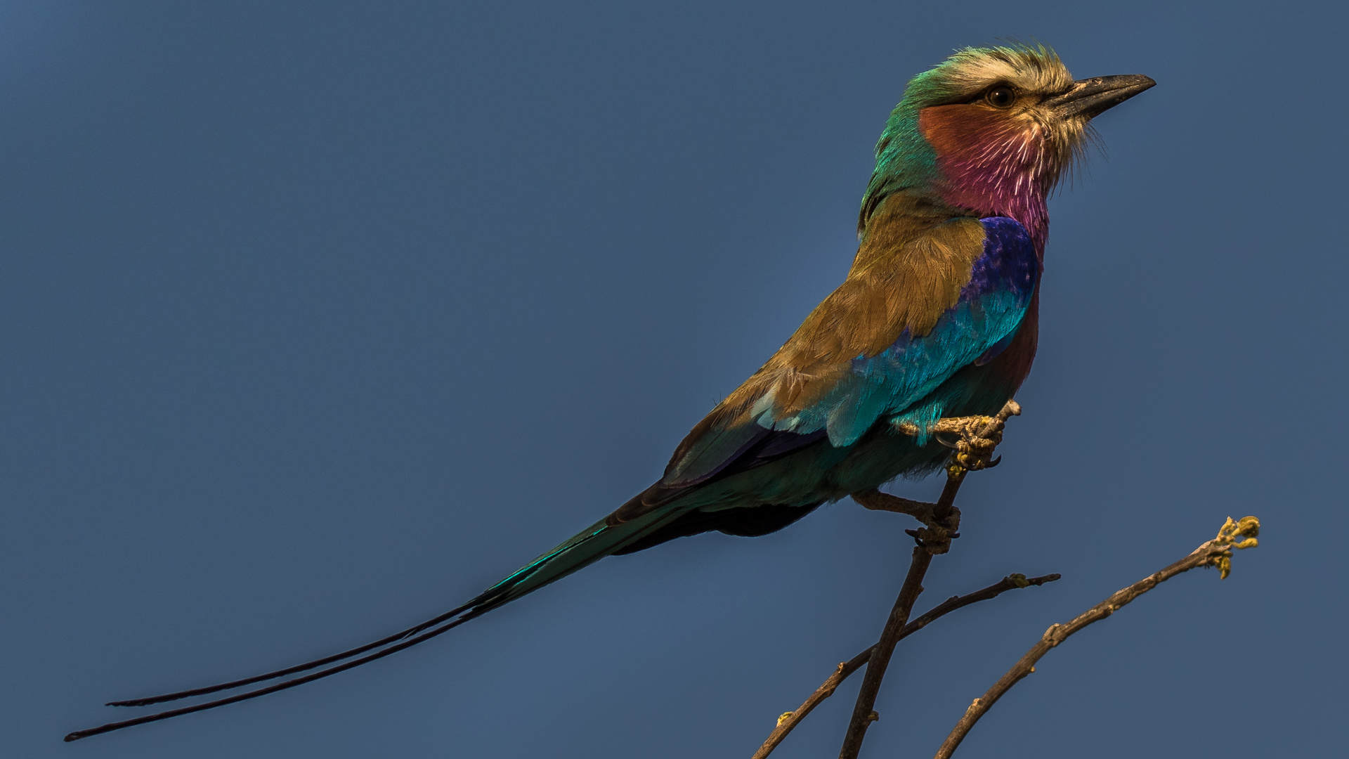 Lilac-breasted Roller-Gabelracke