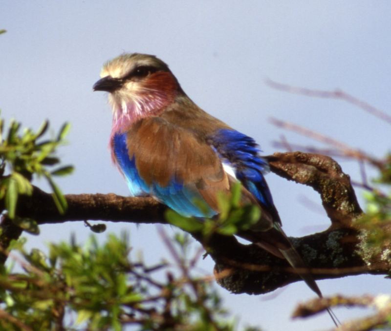 Lilac Breasted Roller (Gabelracke)