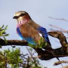 Lilac Breasted Roller (Gabelracke)