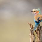 Lilac-breasted roller - Gabelracke