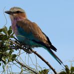 Lilac breasted roller - Gabelrake