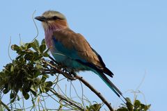 Lilac breasted roller - Gabelrake