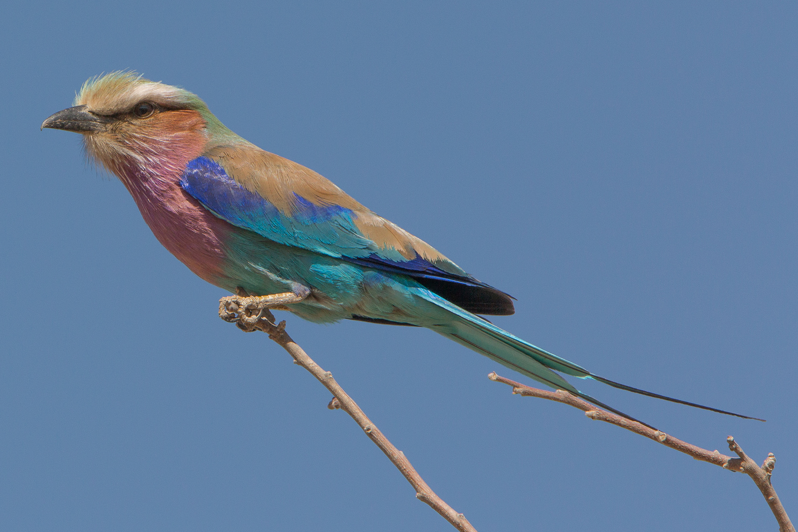 Lilac-breasted roller im Chobe-Nationalpark (Khwai River)