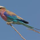 Lilac-breasted roller im Chobe-Nationalpark (Khwai River)