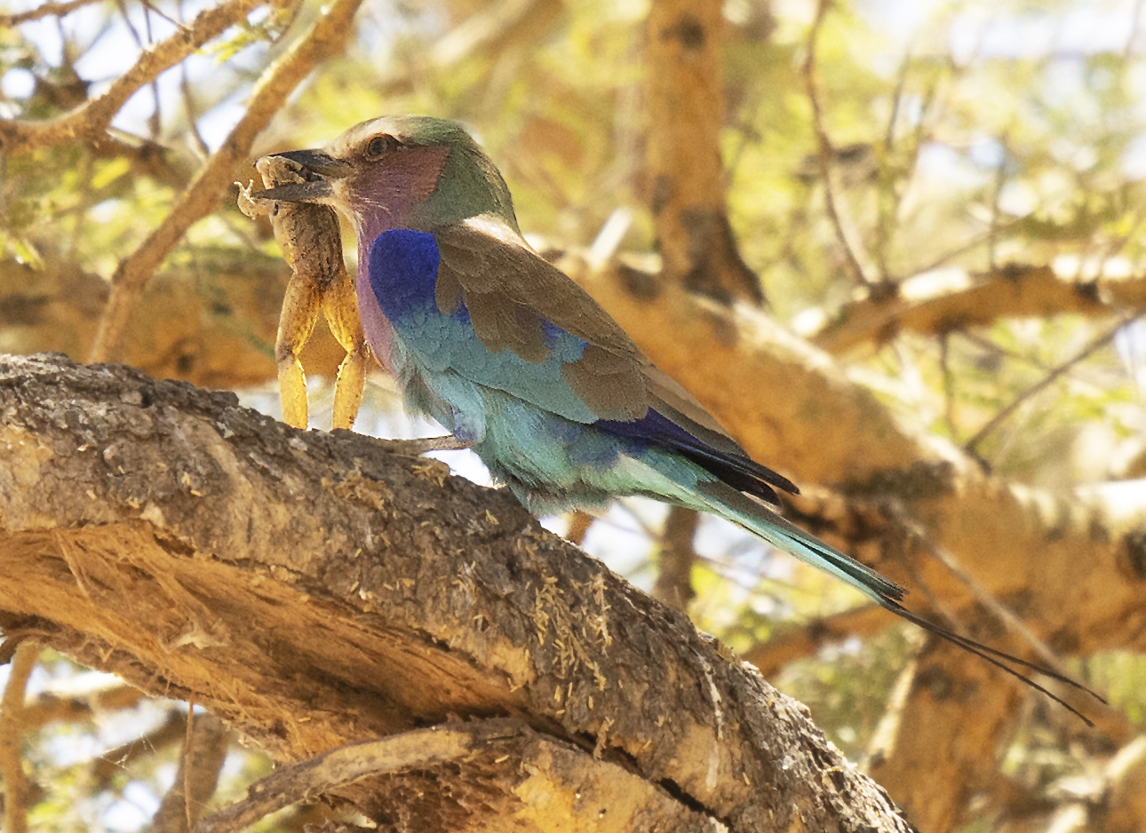 Lilac-breasted Roller  mit erbeutetem Frosch