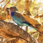 Lilac-breasted Roller  mit erbeutetem Frosch