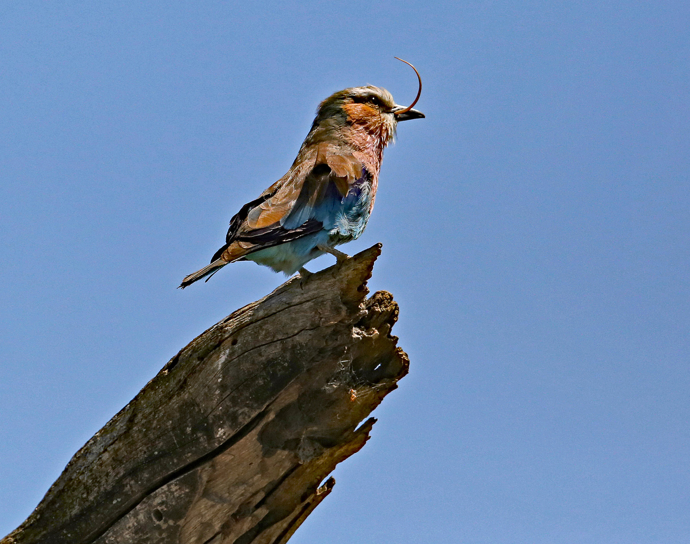 Lilac breasted Roller with food