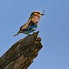 Lilac breasted Roller with food