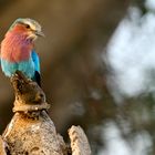 Lilac-brested Roller