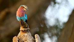 Lilac-brested Roller