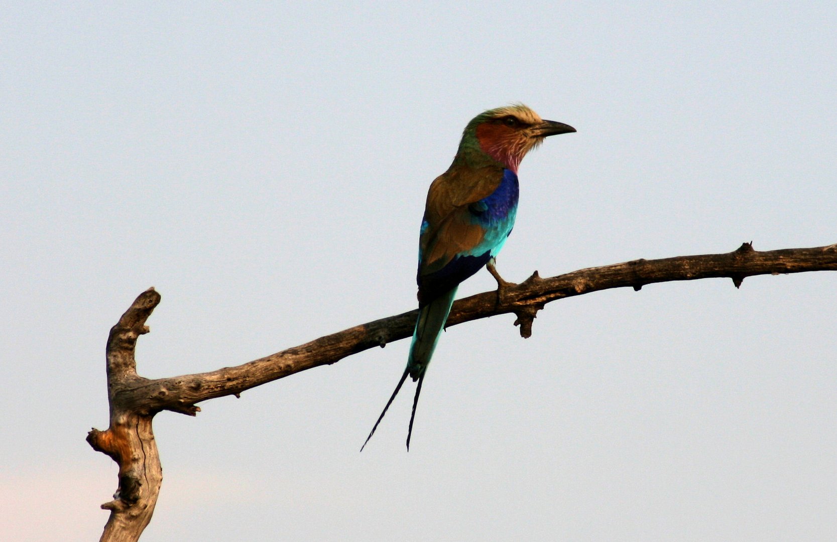 lilac crested Roller