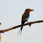 lilac crested Roller