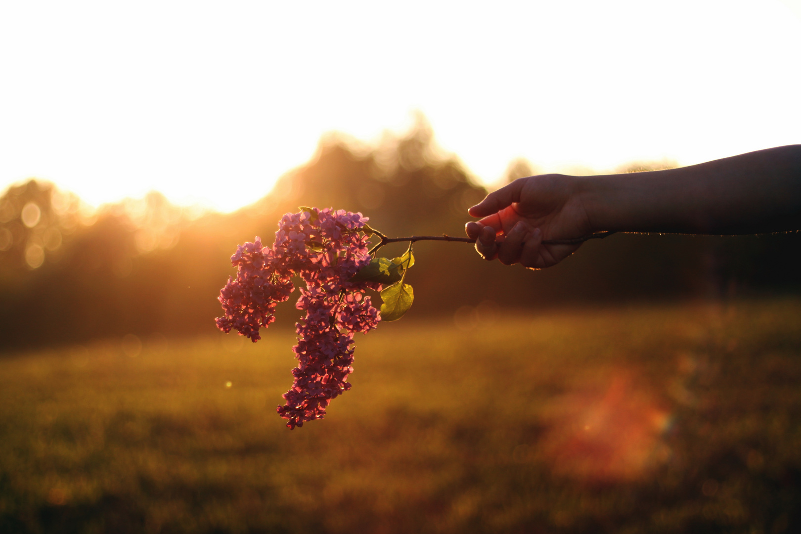 lilac dreams