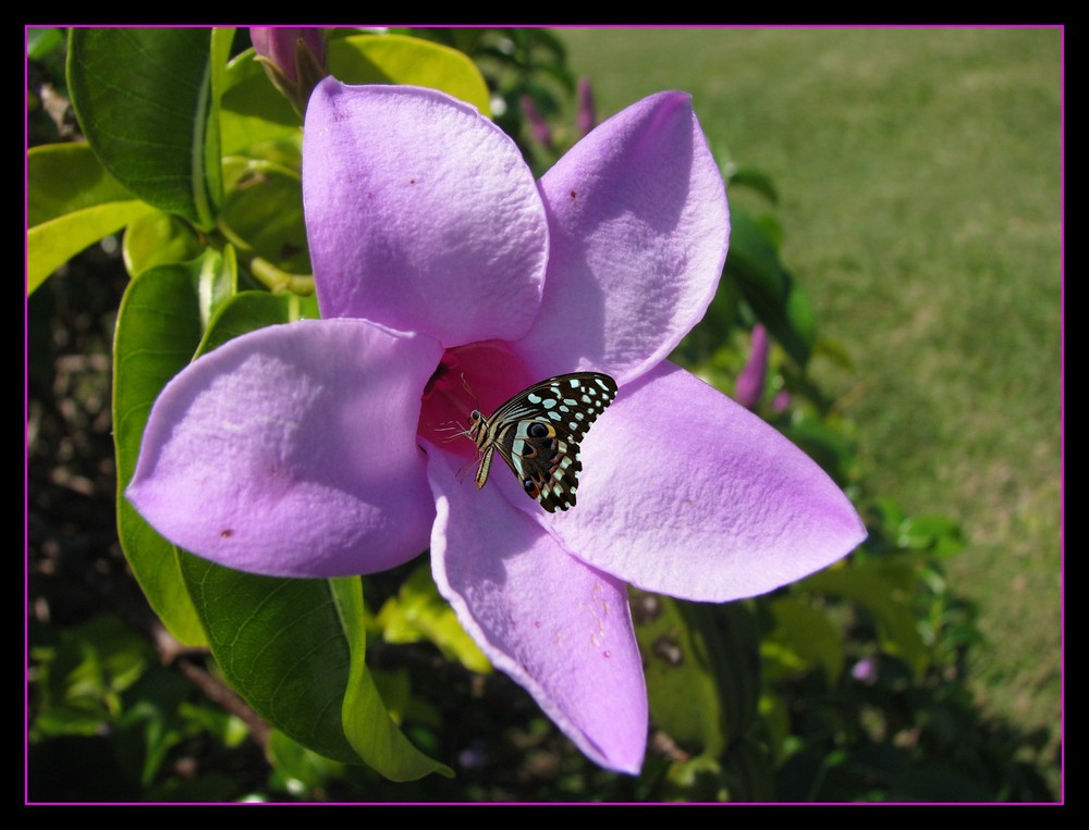 Lilac faerie