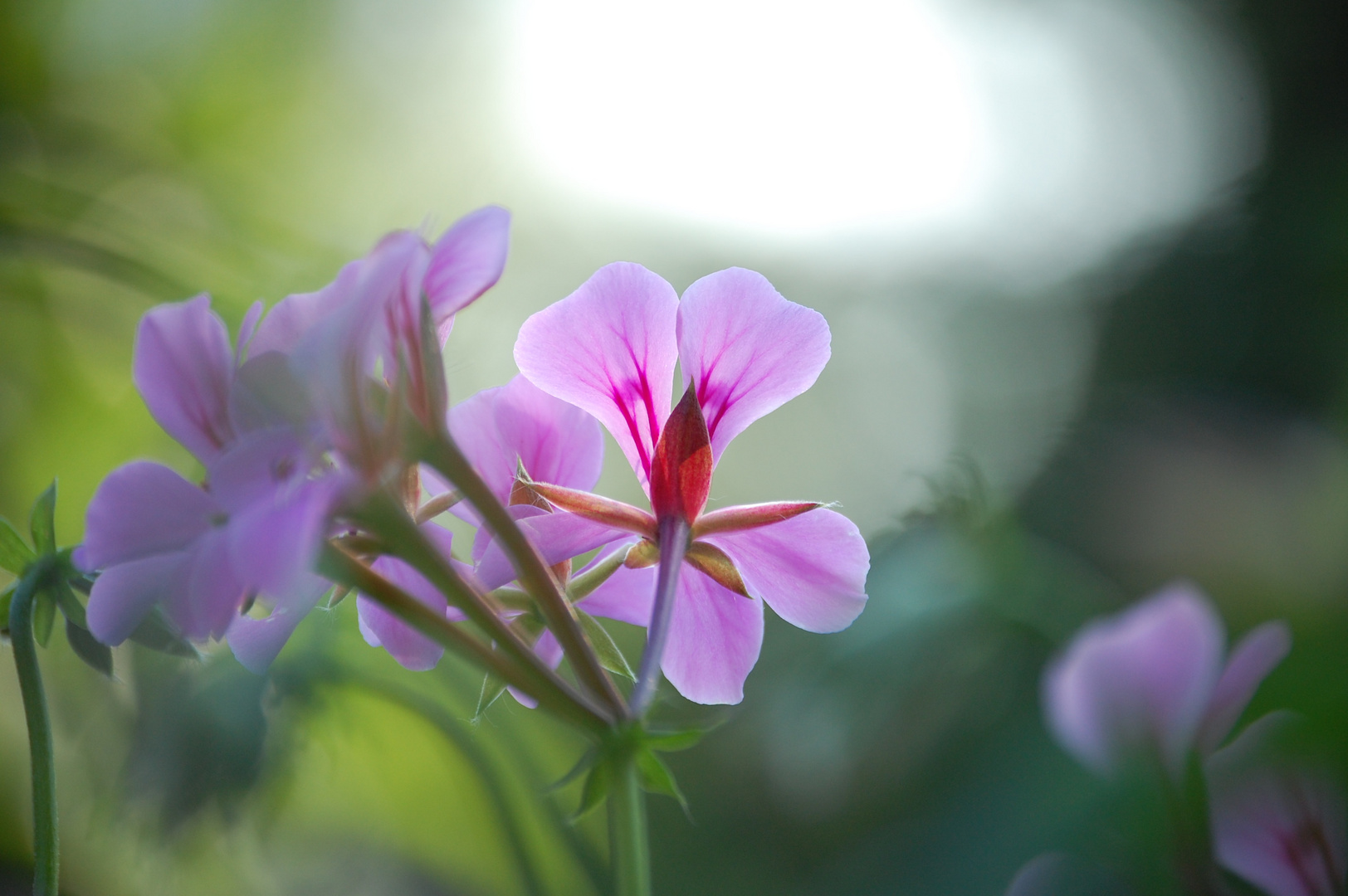 lilac flower