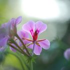 lilac flower