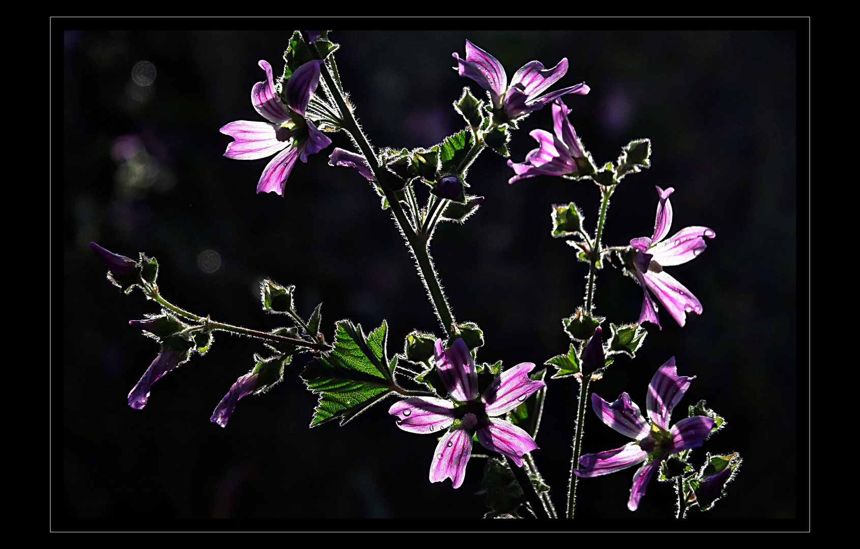 Lilac lightning