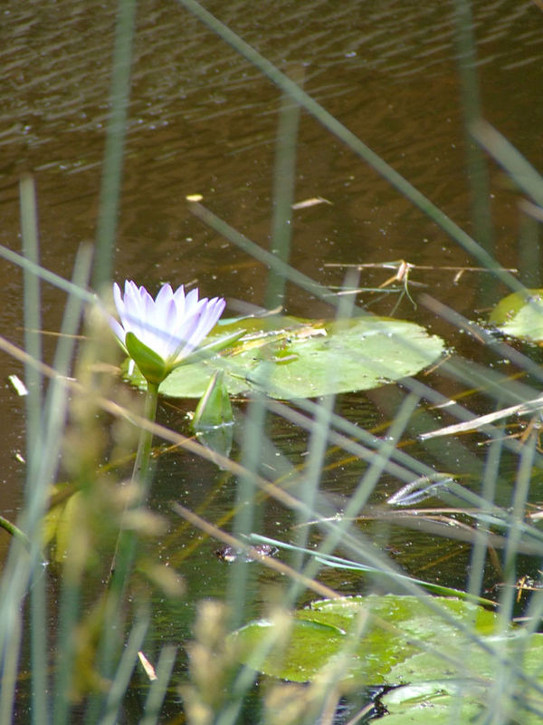 Lilac Lily