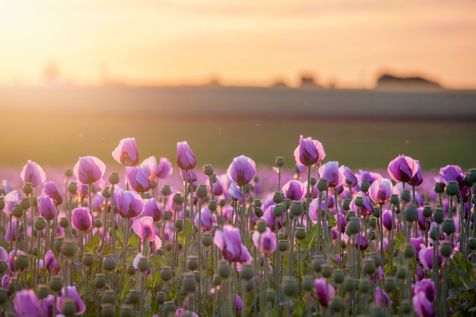 Lilac poppies*