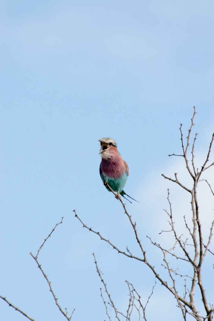 Lilac Roller