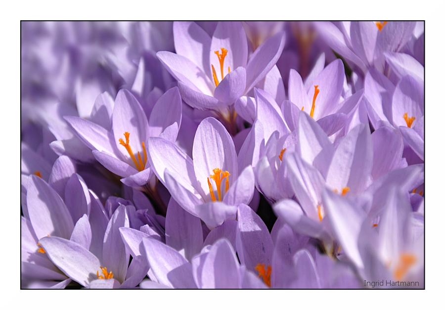 ~ lilac sea of flowers ~