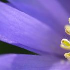 Lilac Velocity