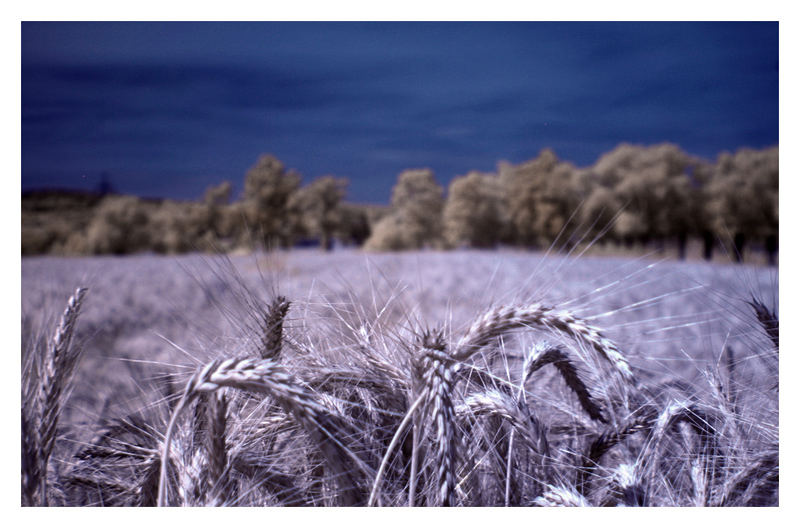 Lilac 'Wheat