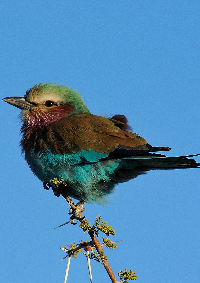 Lilacbreasted roller