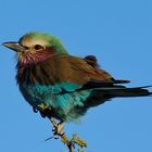 Lilacbreasted roller