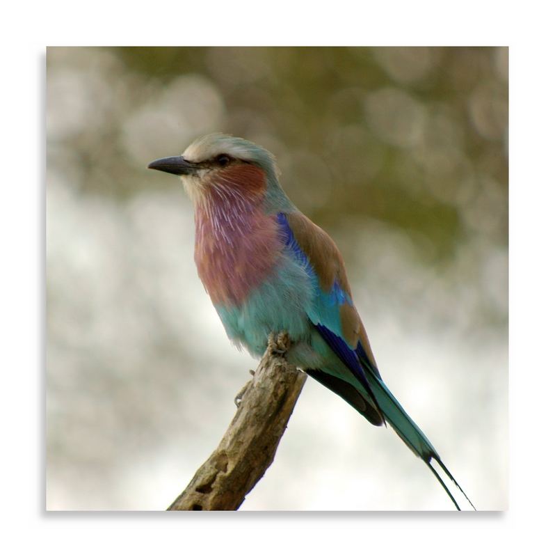 Lilacbreasted Roller