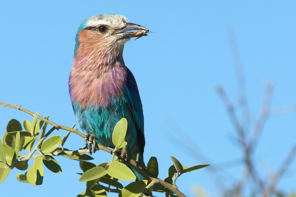 Lilacbreasted Roller