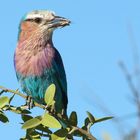 Lilacbreasted Roller