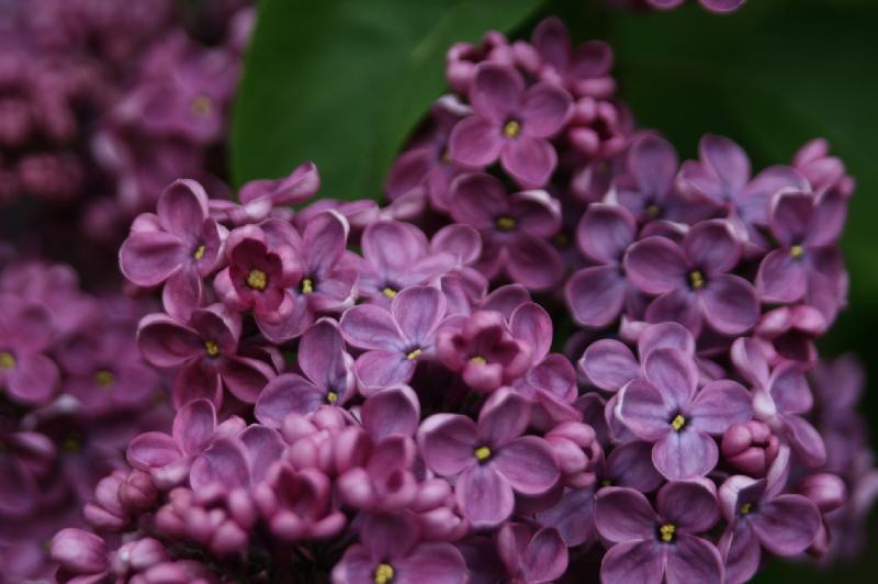 Lilacs