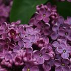 Lilacs