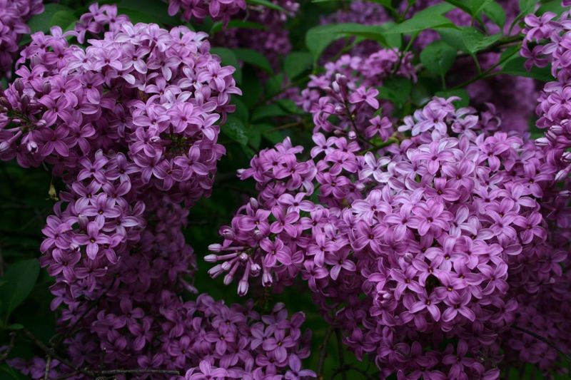 Lilacs