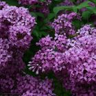 Lilacs