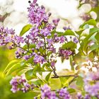 Lilacs in the Sun