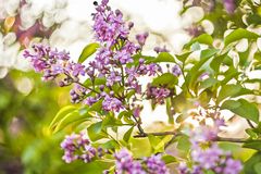 Lilacs in the Sun