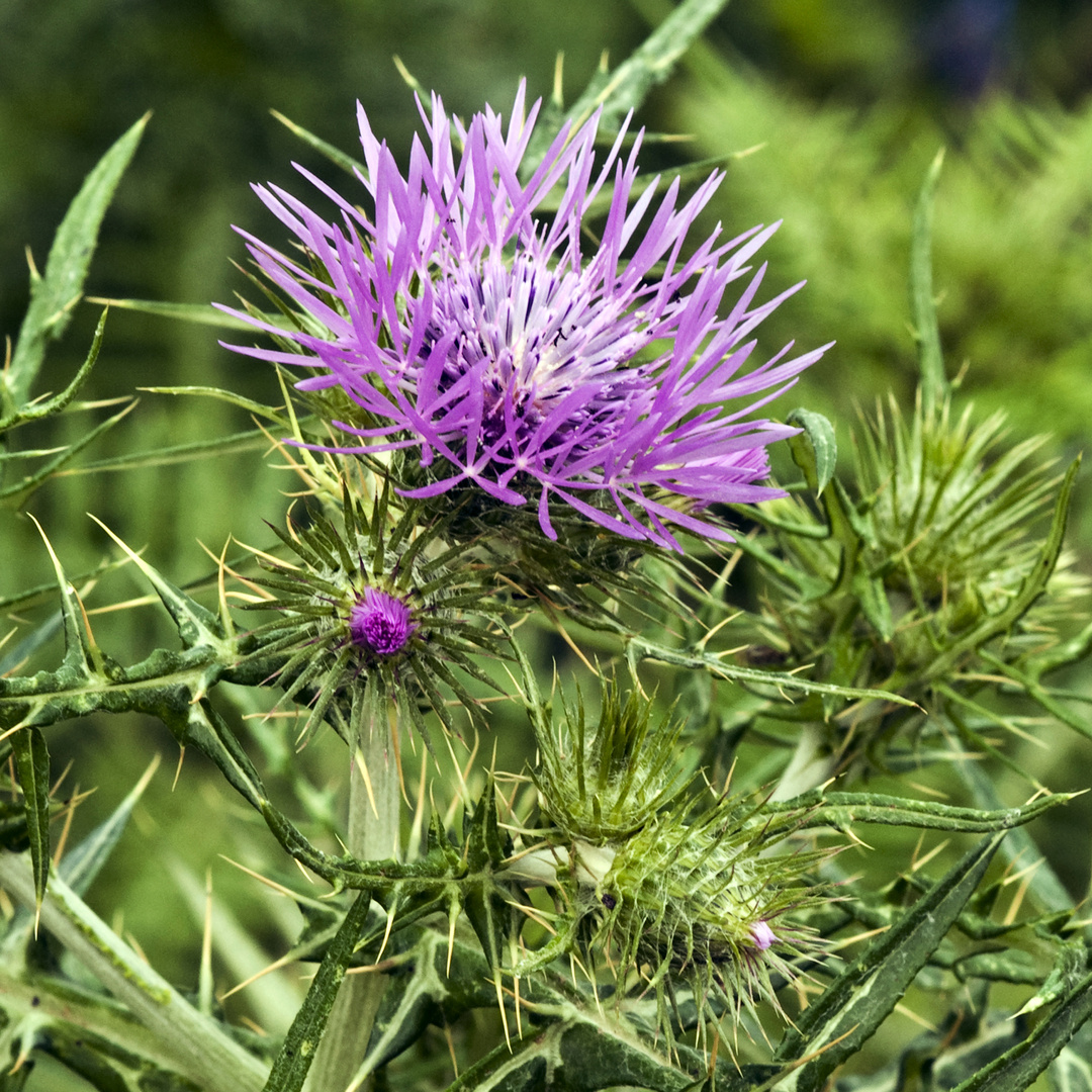 Lilafarbene Distelblüten - Sizilien