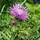 Lilafarbene Distelblüten - Sizilien