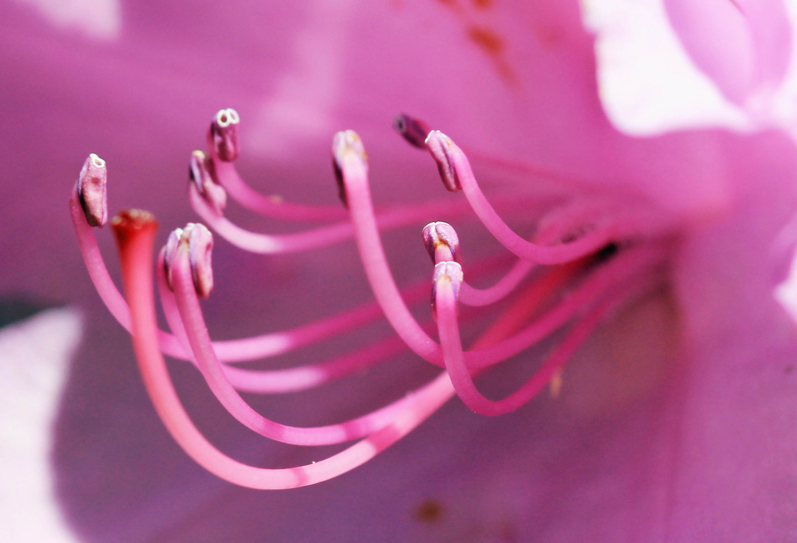 lilafarbene Rhododendronblüte, innen