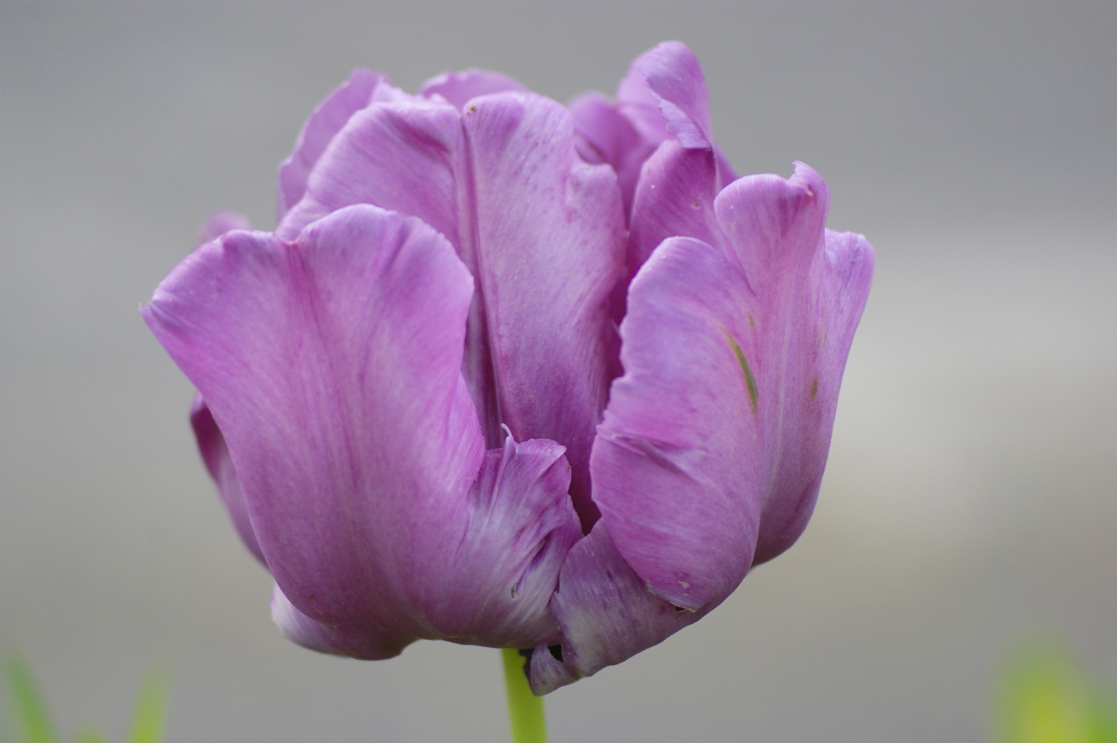 Lilafarbene Tulpe