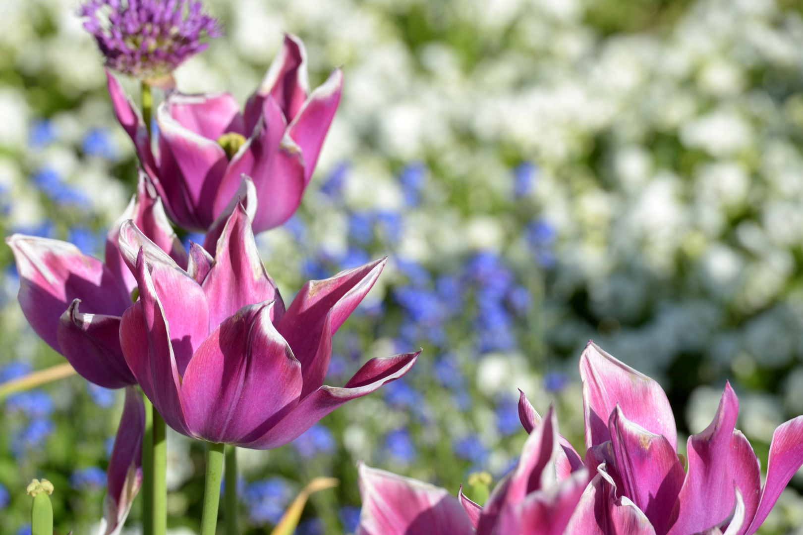 Lilafarbene Tulpenblüte