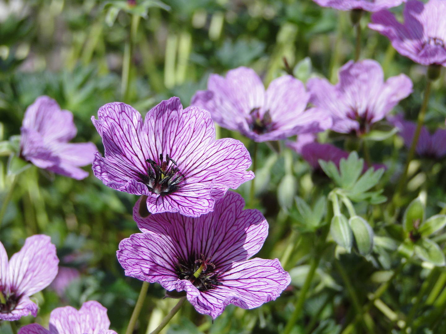 lilafarbener Grauer Garten-Storchenschnabel