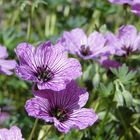 lilafarbener Grauer Garten-Storchenschnabel